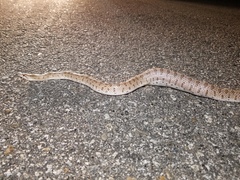 Arizona elegans candida