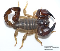 Urodacus butleri