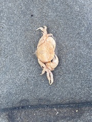 Paragrapsus quadridentatus