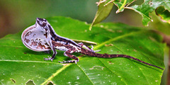 Copper Anole photo 2