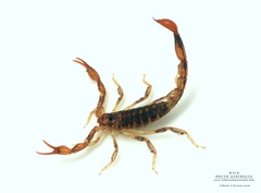 Cercophonius kershawi