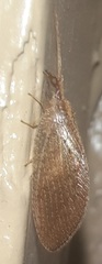 Micromus posticus