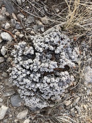 Eriogonum shockleyi