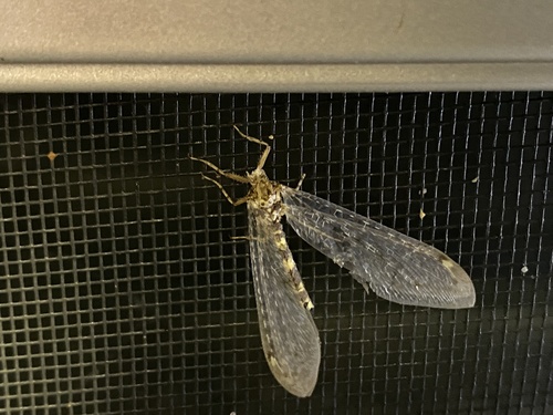iNaturalist observation photo of Antlions and Owlflies