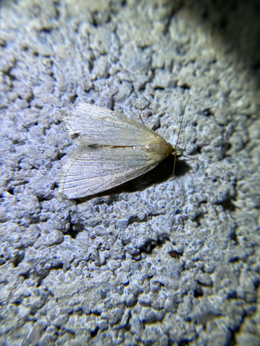 iNaturalist observation photo of Dasyblemma straminea