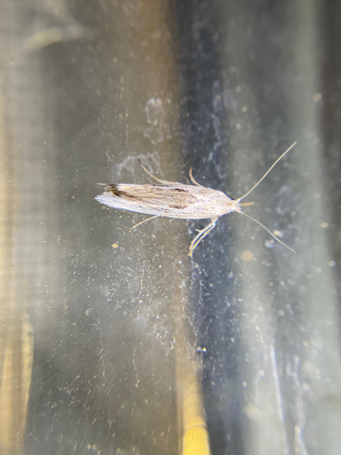 iNaturalist observation photo of Changeable Grass-veneer
