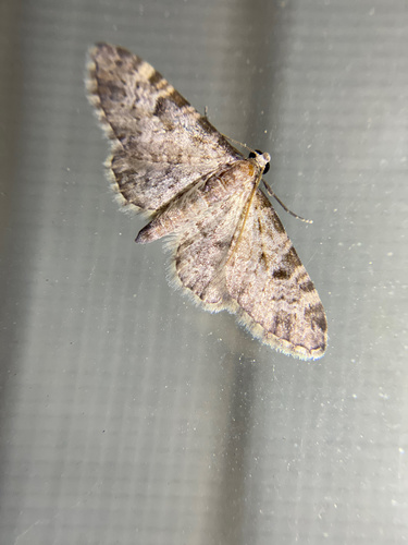 iNaturalist observation photo of Tamarack Looper