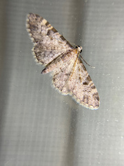 Eupithecia misturata