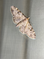 Eupithecia misturata