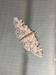 Eupithecia misturata
