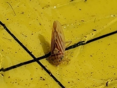 Caladonus coquilletti