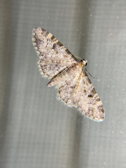 Eupithecia misturata