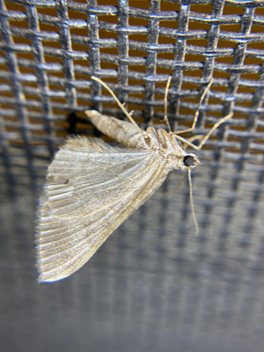 iNaturalist observation photo of Geometer Moths