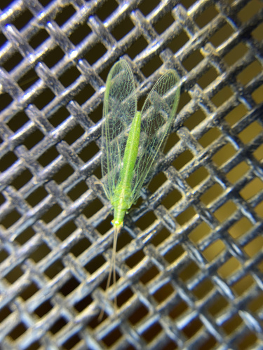 iNaturalist observation photo of Chrysopini