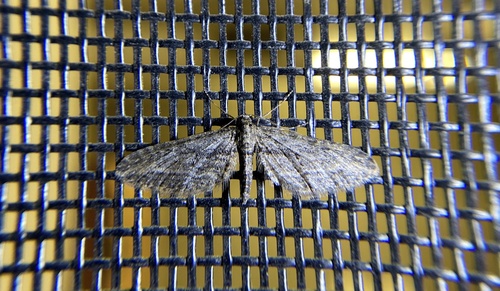 iNaturalist observation photo of Geometer Moths