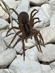 Trochosa sepulchralis