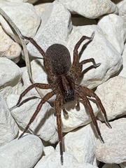 Trochosa sepulchralis
