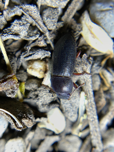 iNaturalist observation photo of Edrotini