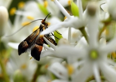 Nemophora sparsella