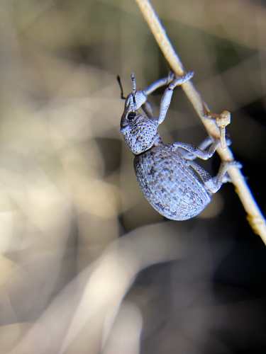 iNaturalist observation photo of Ophryastes