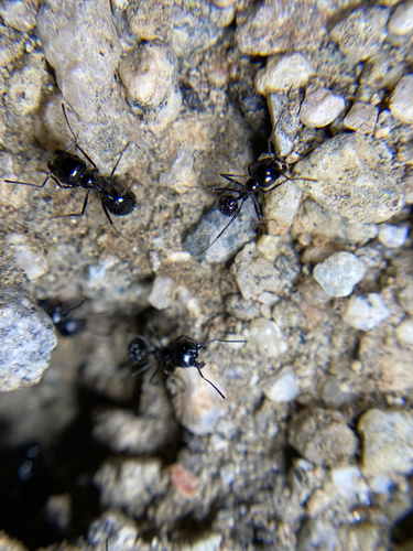 iNaturalist observation photo of Black Harvester Ant