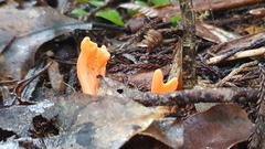 Clavulinopsis sulcata