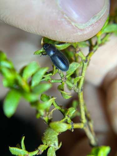 iNaturalist observation photo of Edrotini