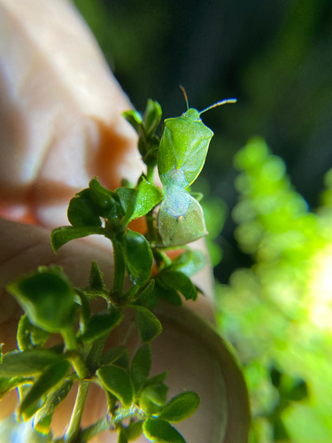iNaturalist observation photo of Thyanta