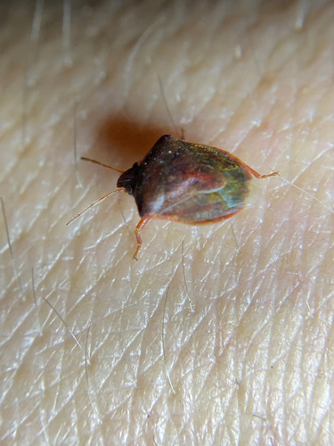 iNaturalist observation photo of creosote stink bug