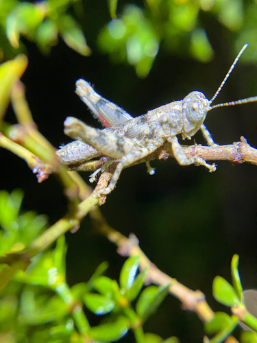 iNaturalist observation photo of Oedomerus corallipes