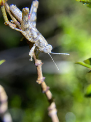 Oedomerus corallipes