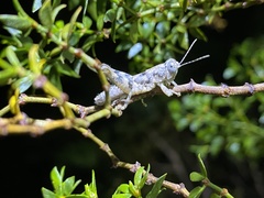 Oedomerus corallipes