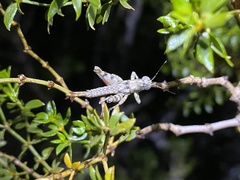 Oedomerus corallipes