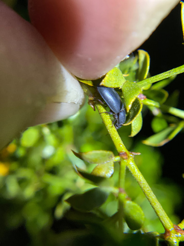 iNaturalist observation photo of Edrotini