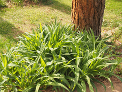 Hemerocallis fulva