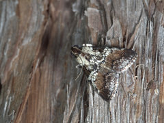 Orthaga rubridiscalis