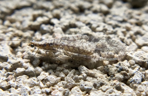 iNaturalist observation photo of Eremochrysa punctinervis