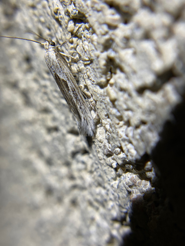 iNaturalist observation photo of Ethmiinae