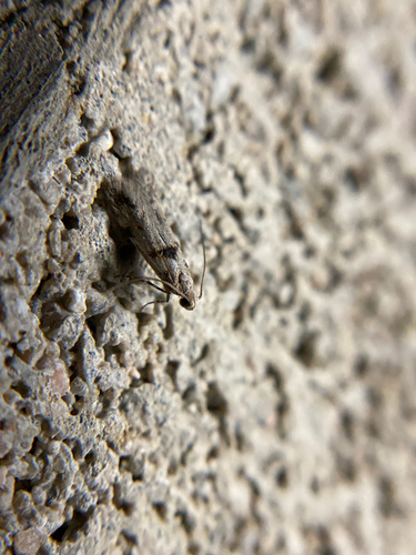 iNaturalist observation photo of Curved-horn Moths