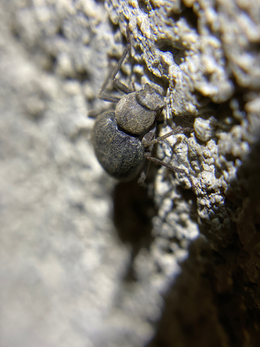 iNaturalist observation photo of Craniotus pubescens