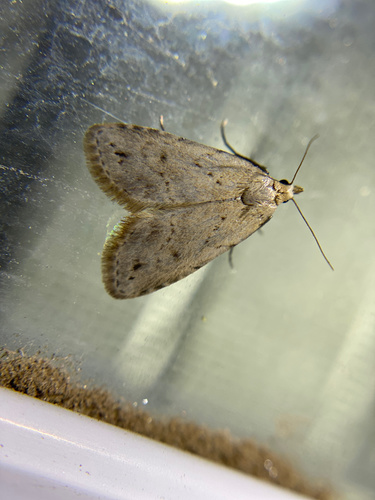 iNaturalist observation photo of Dasyblemma straminea