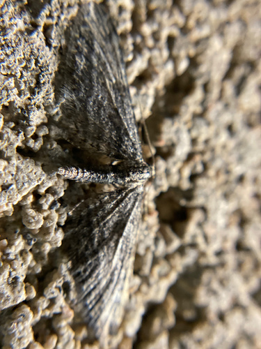 iNaturalist observation photo of Geometer Moths