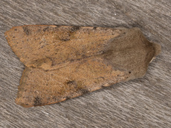 Orthosia behrensiana