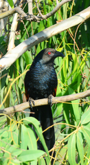 Centropus sinensis parroti