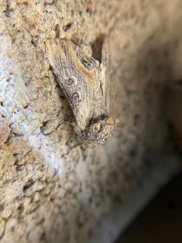 iNaturalist observation photo of Walterella ocellata