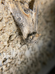 Walterella ocellata