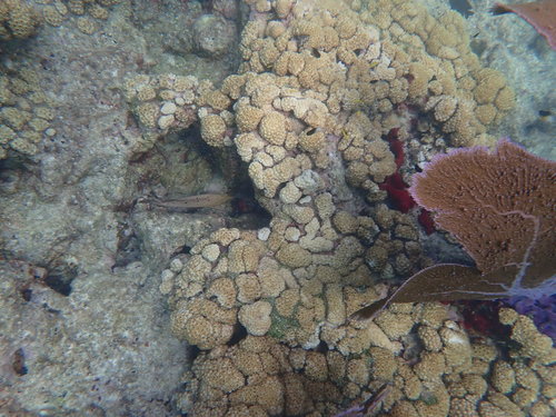 Photo of Caribbean mat zoanthid (Palythoa caribaeorum)