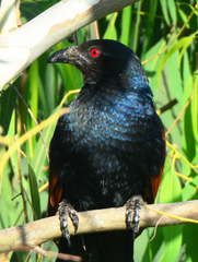 Centropus sinensis parroti