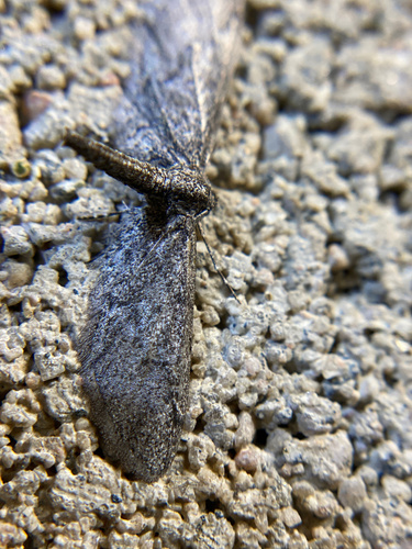 iNaturalist observation photo of Pug Moths