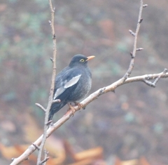 Turdus boulboul